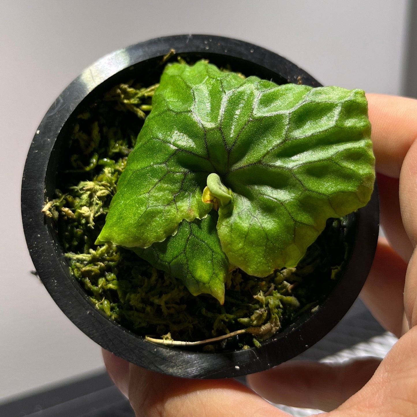 platycerium madagascarinse