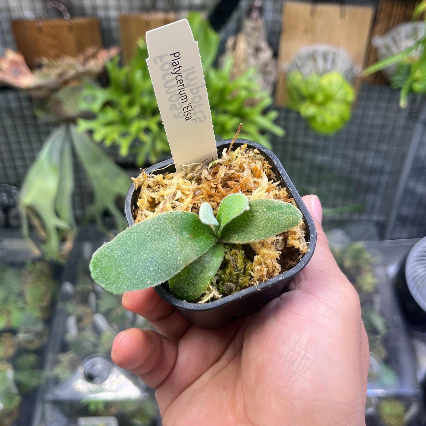 Platycerium “Elsa” - Snow Queen Staghorn