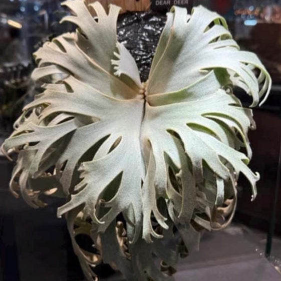 platycerium bacteria