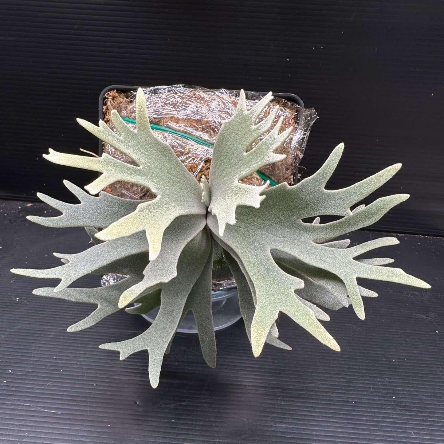 XL Platycerium Willinkii “Jade Girl”