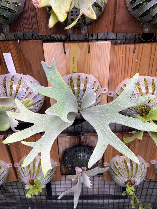 Platycerium Bifurcatum sp White in Nursery Pot