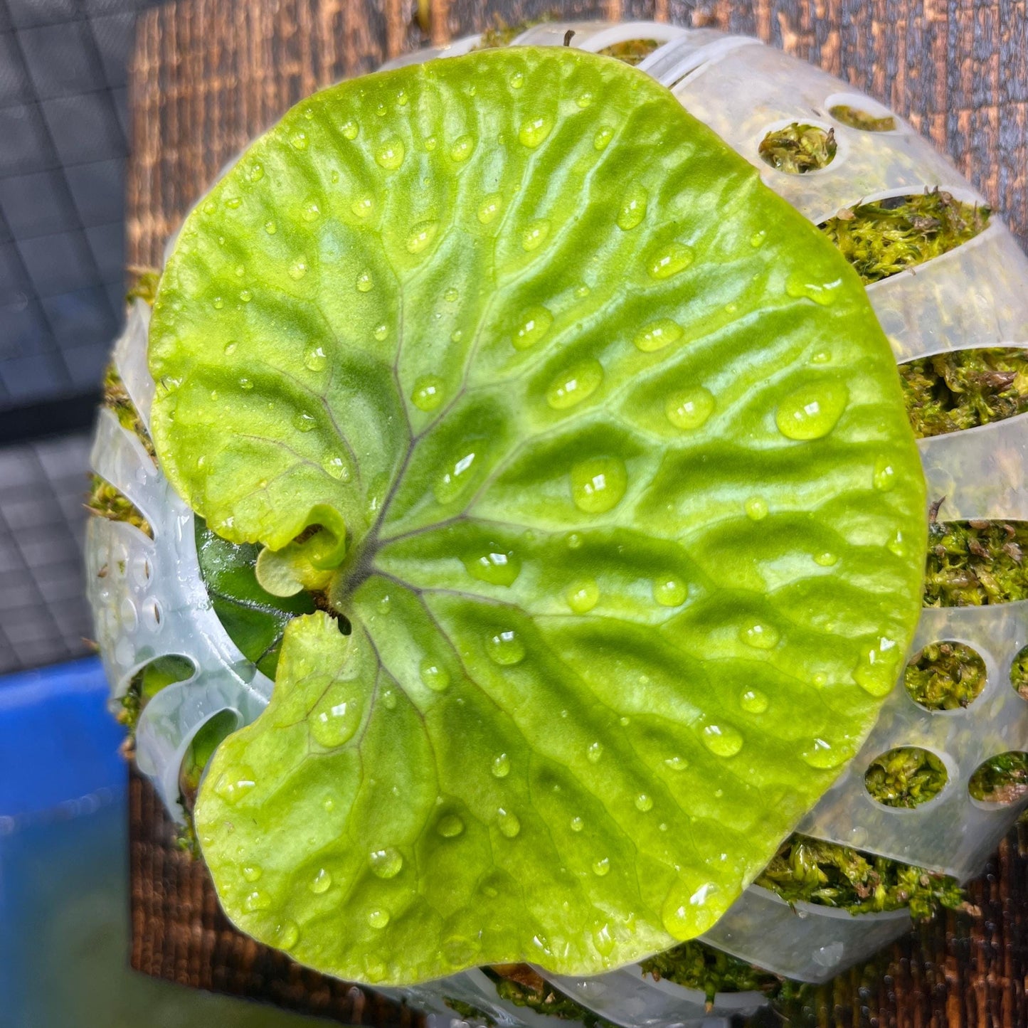 Platycerium Madagascariense in nursery pot.
