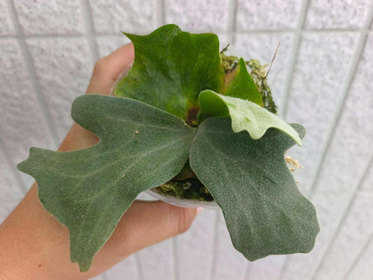 Platycerium Wallichii in nursery pot