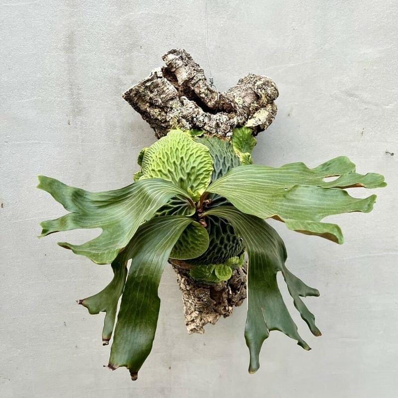 Platycerium Madagascariense mounted on cork