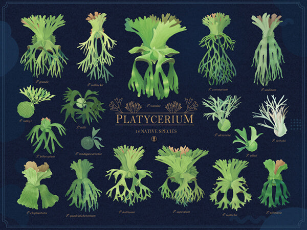 Platycerium: Nature's Living Wall Art