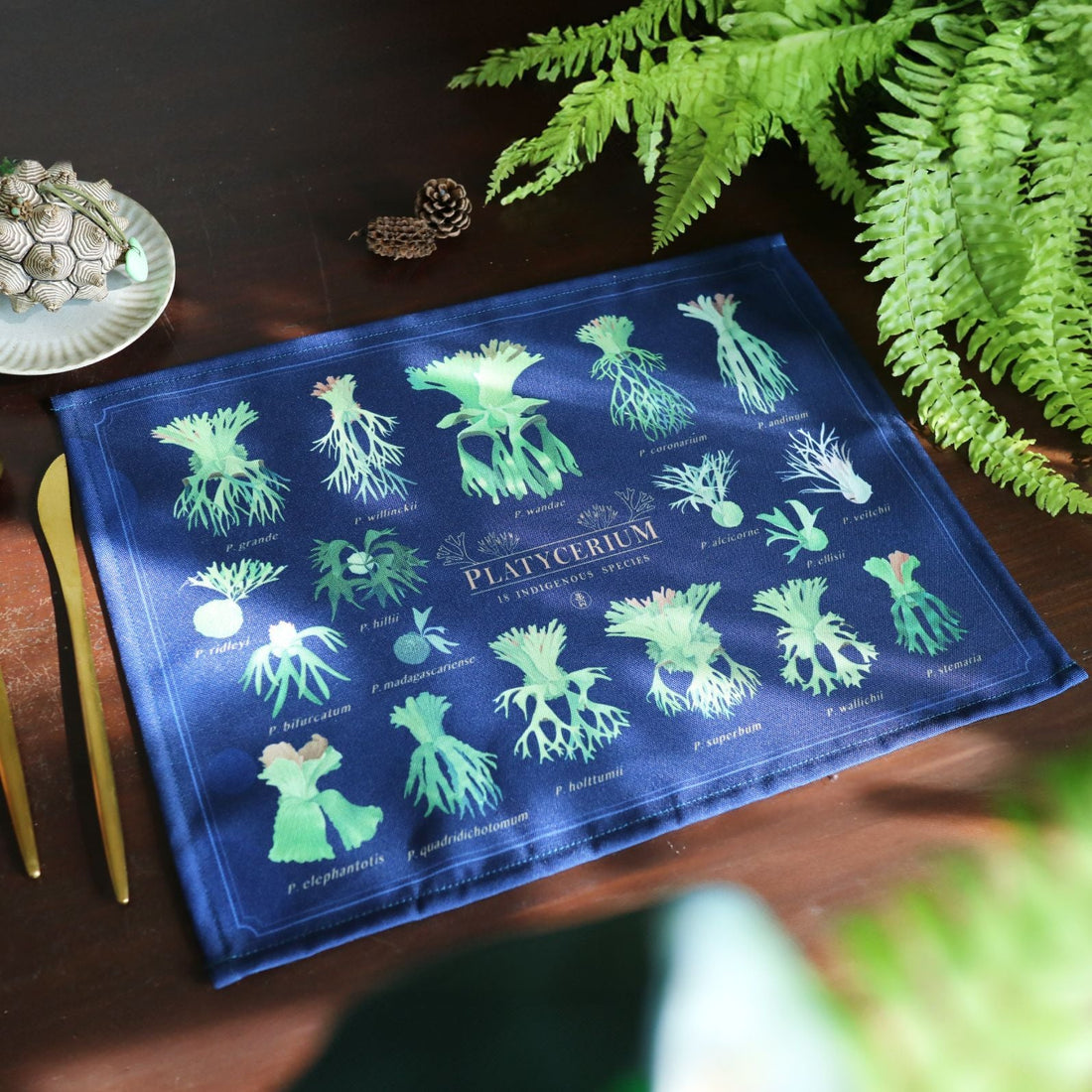 Your Guide to Choosing a Staghorn