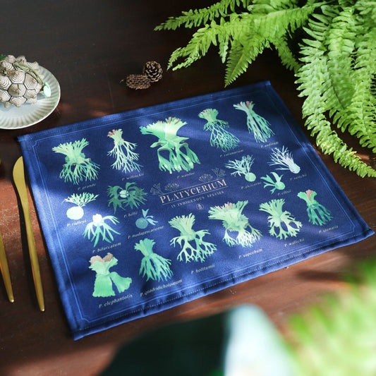 Your Guide to Choosing a Staghorn