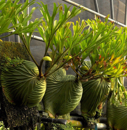 platycerium ridleyi staghorn on boards