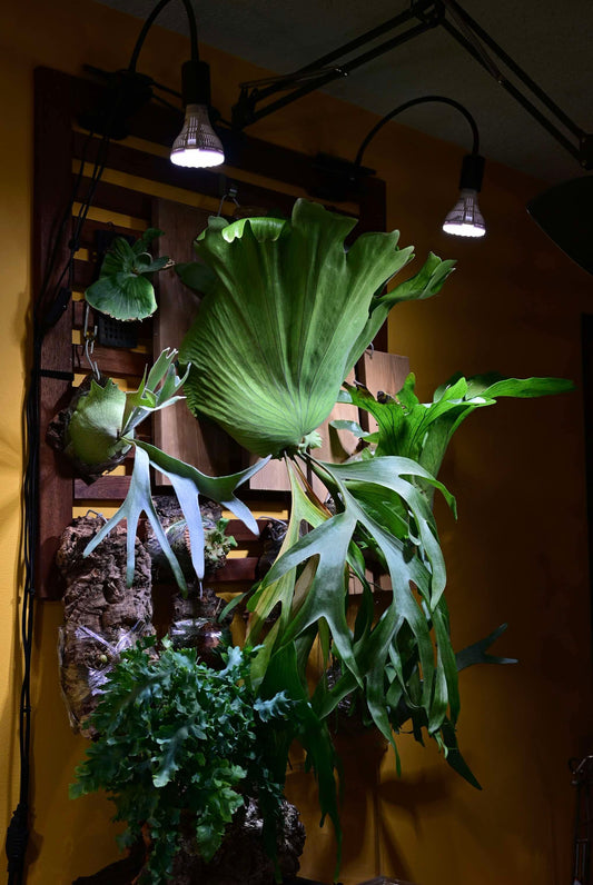 Why Specialty Staghorn Ferns Are Worthy Rare Collector's Plants In Canada