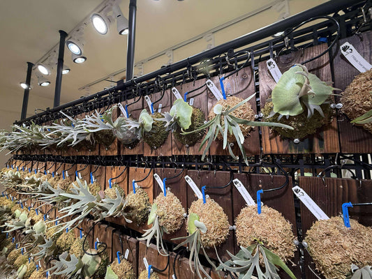 a professional staghorn set up