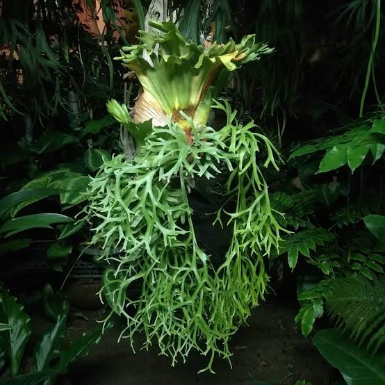 Why Did My Coronarium Die?