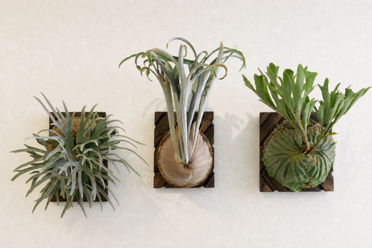 Which Way Is Up? How to Correctly Orient a Staghorn Fern for Mounting.