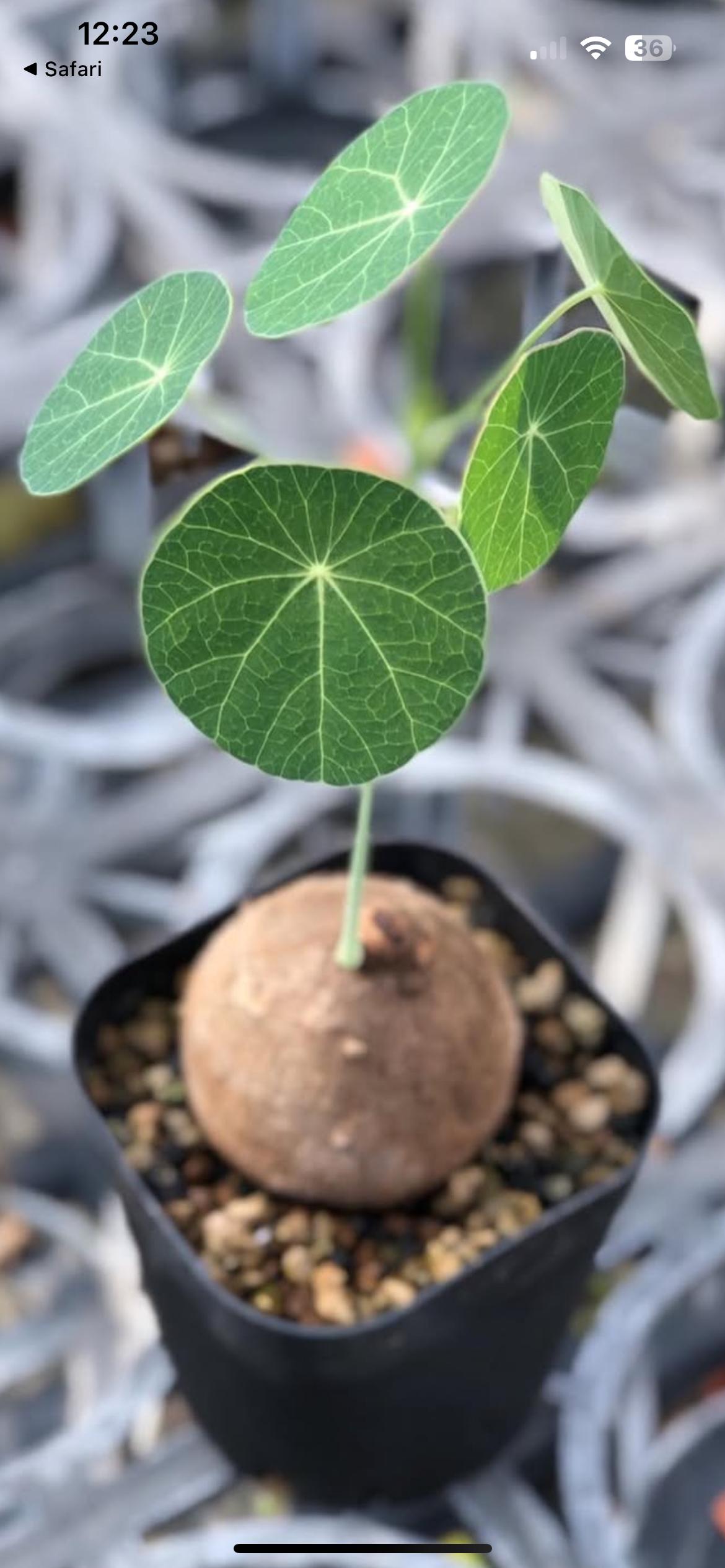 Other Plants
