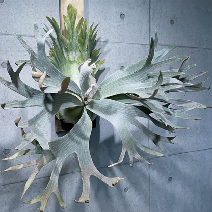 Platycerium ‘White Hawk’: The Winter Collection