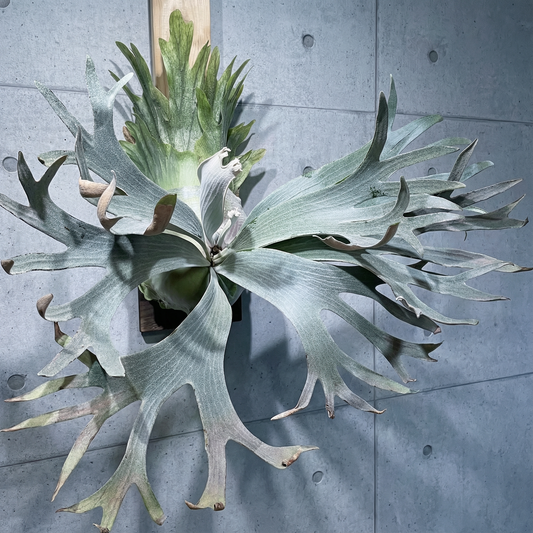 Platycerium ‘White Hawk’: The Winter Collection