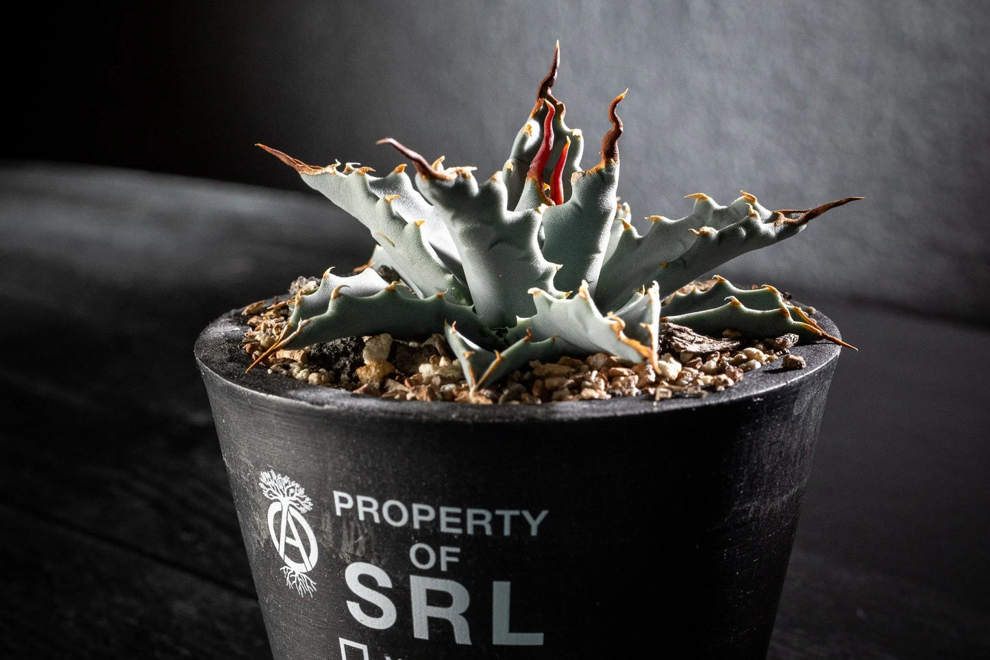 (COMING SOON) Agave Utahensis var. Nevadensis - Seed Grown