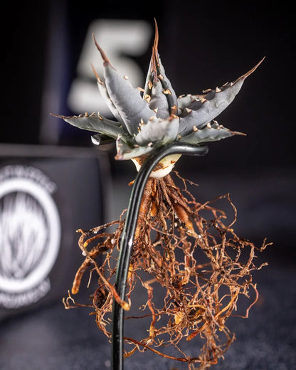 (COMING SOON) Agave Utahensis var. Nevadensis - Seed Grown