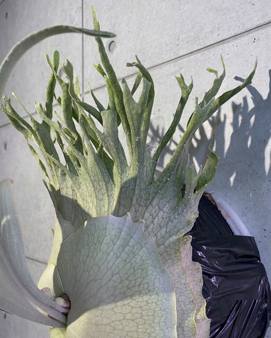 Platycerium veitchii ‘High Finger’ (AUS): The Silver Crown