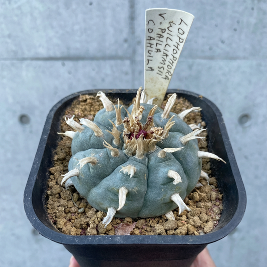 Lophophora williamsii var. Paila: A Study in Terroir