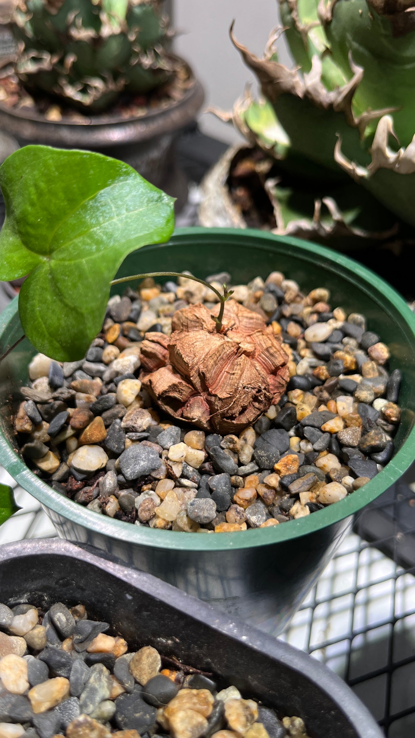 Dioscorea Elephantipes: The Living Sculpture Your Collection Needs
