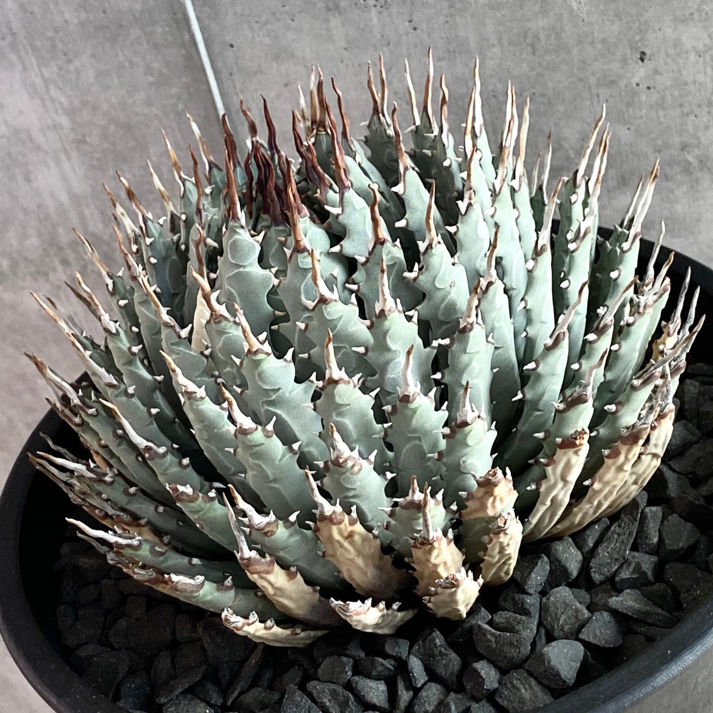 (COMING SOON) Agave Utahensis var. Nevadensis - Seed Grown