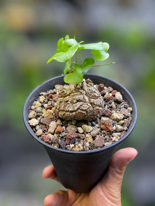 Dioscorea Elephantipes