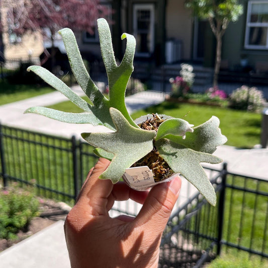 Platycerium Willinkii “Jenny”