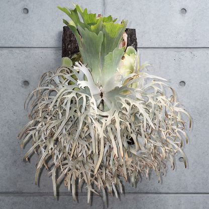 Platycerium Willinkii « Jenny » 