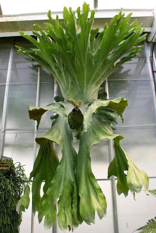Platycerium Wandae
