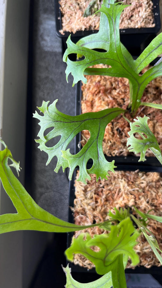 Microsorum sp. “fireworks”