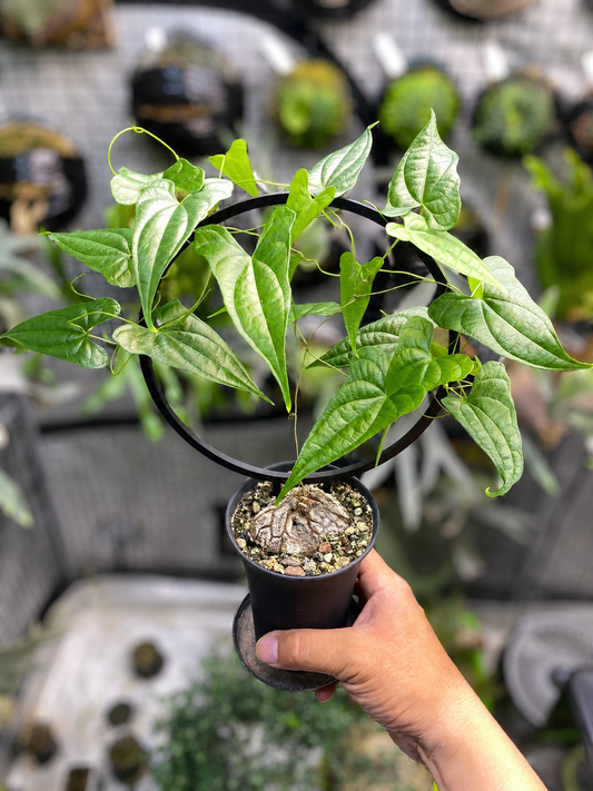 Dioscorea Mexicana