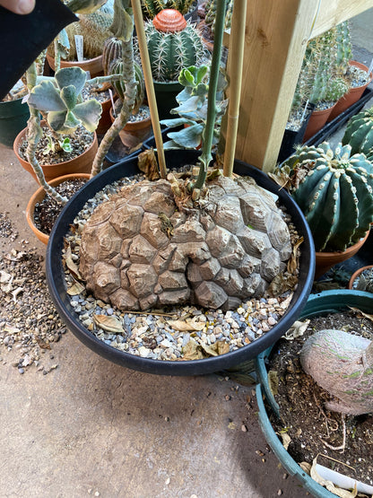 Dioscorea mexicana: A Living Sculpture