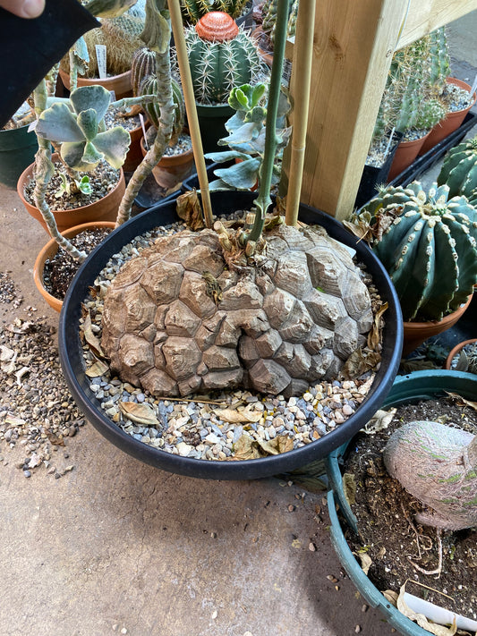 Dioscorea mexicana: A Living Sculpture