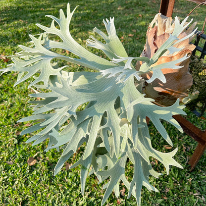 Platycerium Bifurcatum SP. White Staghorn Fern 4"