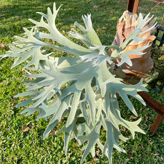 Platycerium Bifurcatum SP. White Staghorn Fern 4"