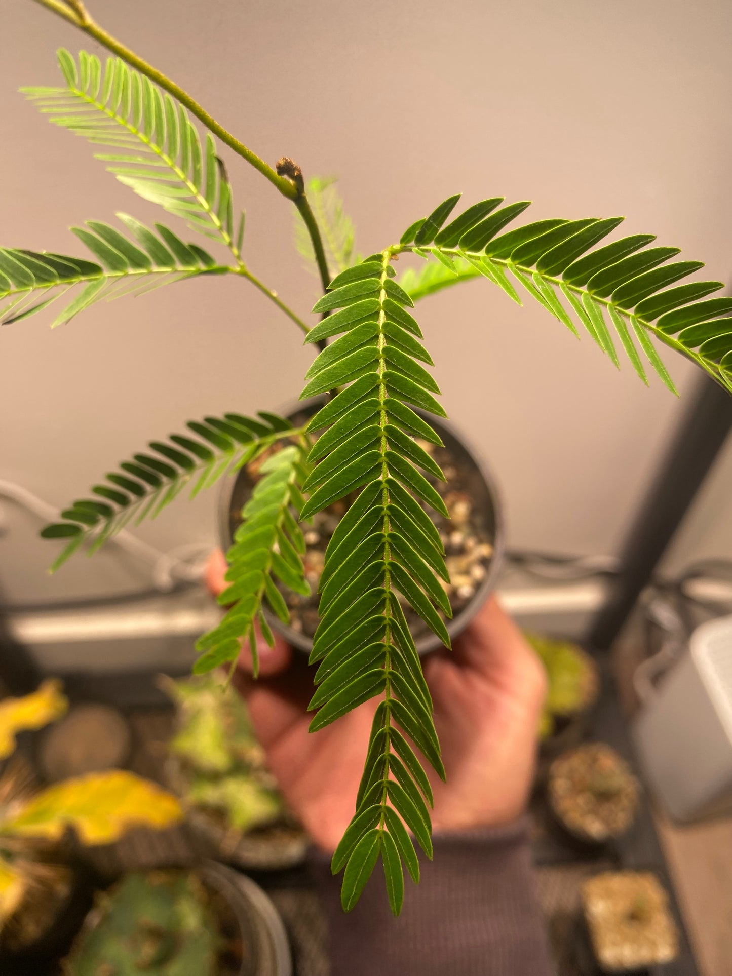 Cojoba Arborea - Japanese everfresh tree