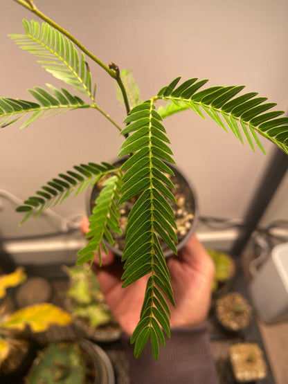 Cojoba Arborea - Japanese everfresh tree