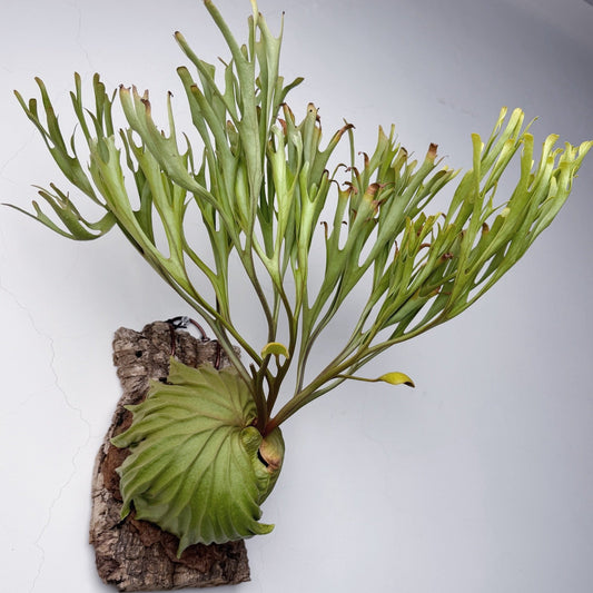 platycerium pakarang