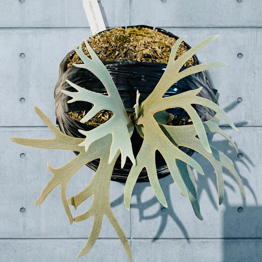 Platycerium Willinkii « Jenny » 