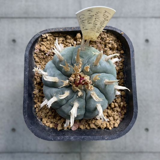 Lophophora williamsii var. Paila: A Study in Terroir