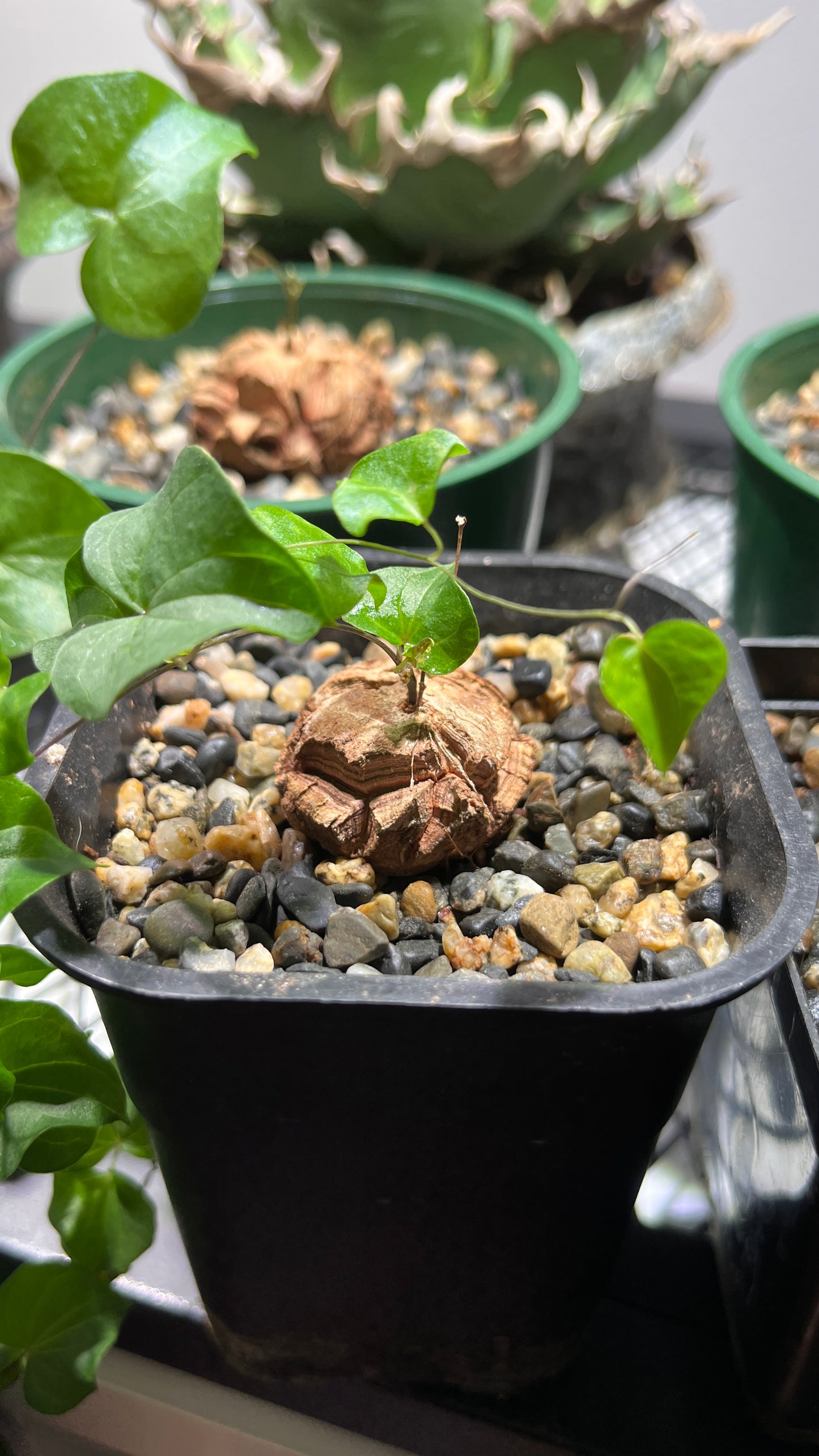 Dioscorea Elephantipes: The Living Sculpture Your Collection Needs
