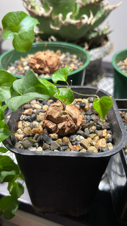 Dioscorea Elephantipes: The Living Sculpture Your Collection Needs