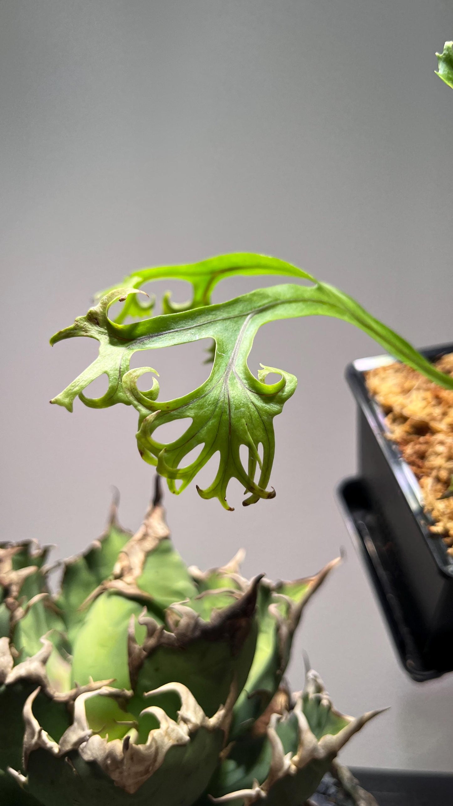 Microsorum sp. “fireworks”
