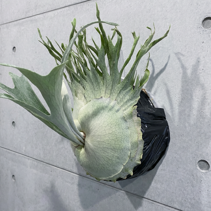 Platycerium veitchii ‘High Finger’ (AUS): The Silver Crown