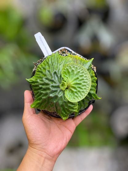 Madagascariense