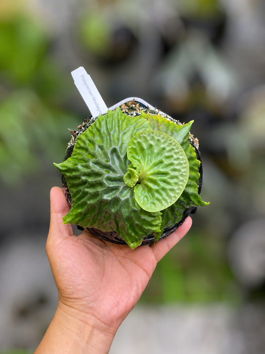 Madagascariense