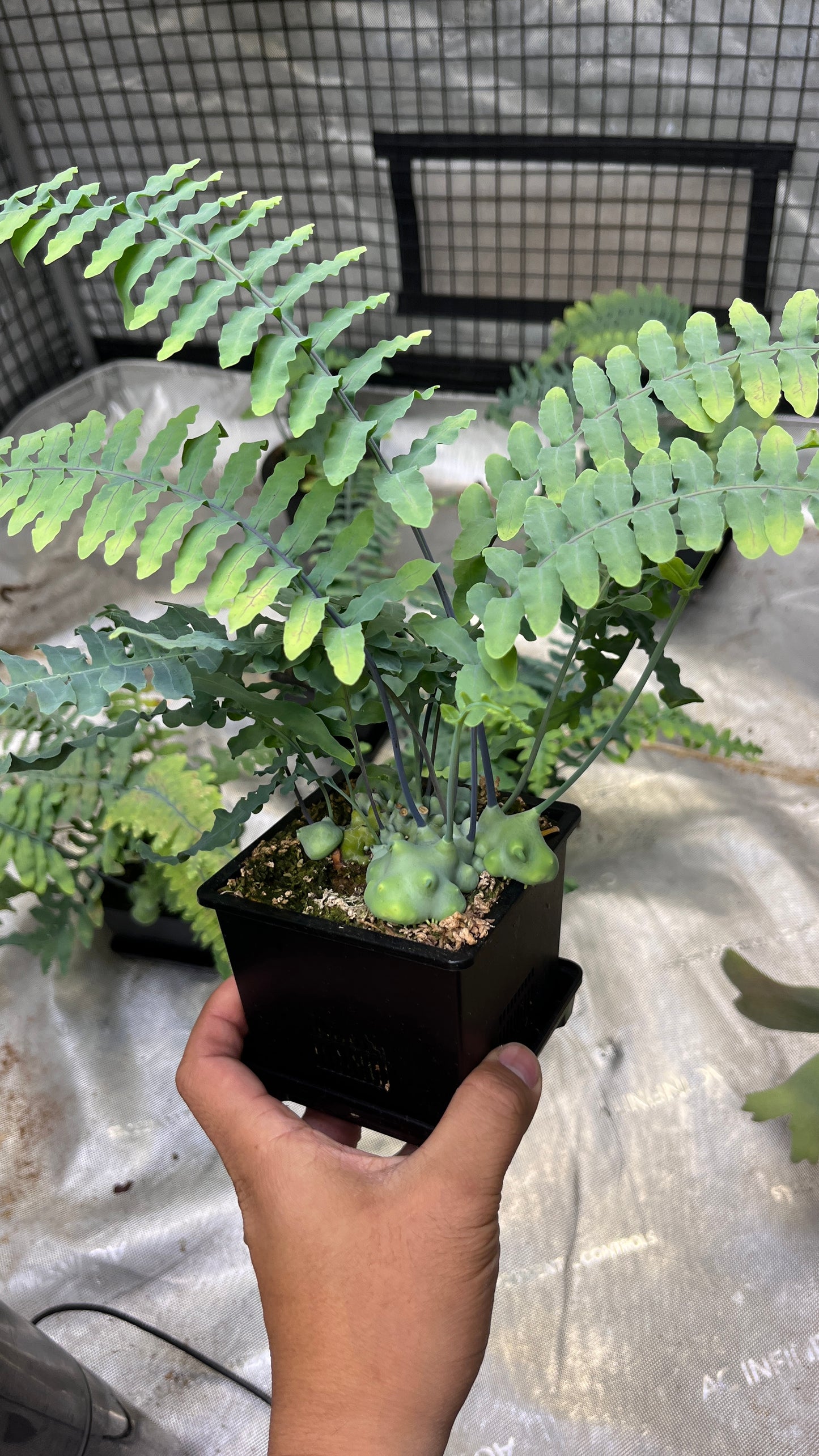 Lecanopteris Deparioides