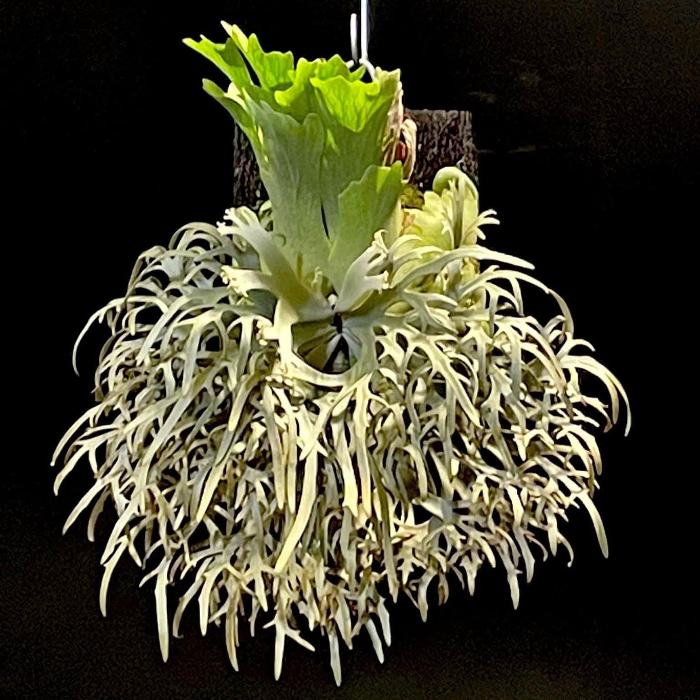 Platycerium Willinkii “Jenny”