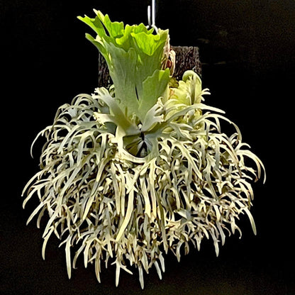 Platycerium Willinkii “Jenny”
