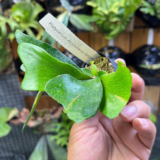 Platycerium alcicorne cv “Gorgon” - Medusa Staghorn